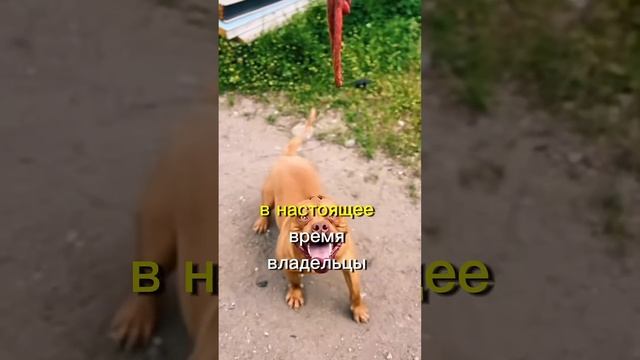 самые сильные челюсти собак
