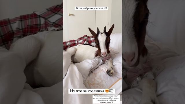 Есть ощущение, что козочка Оксаны #самойлова и #джиган живет лучше всех нас😅  #юмор  #певец #коза