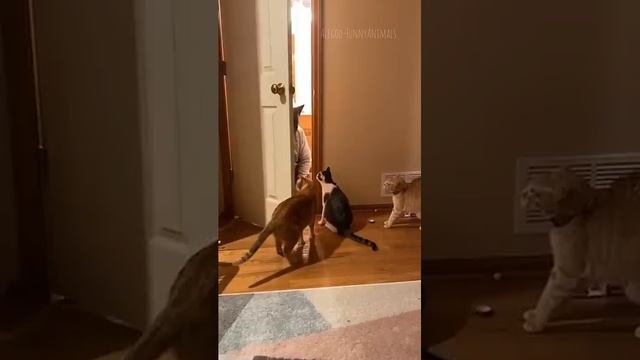 Эти безумные котики!