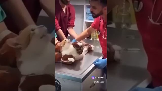 Смешной видео