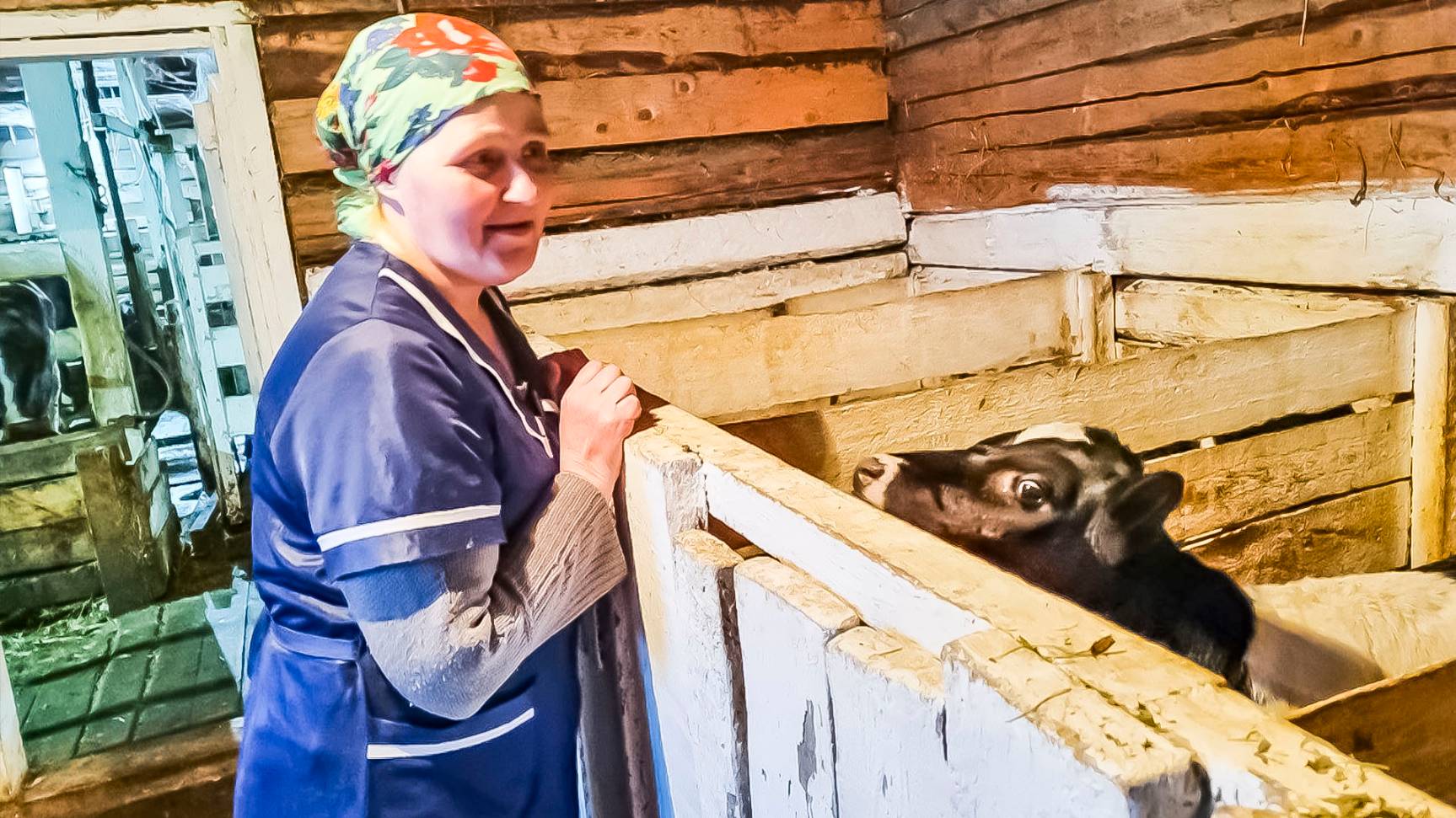Парное молоко – любимый продукт жителей села Петрунь | Изьватас олэм