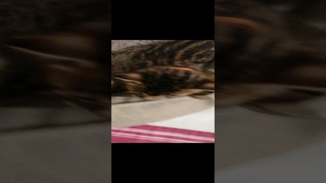 VID_20241206_194658.mp4