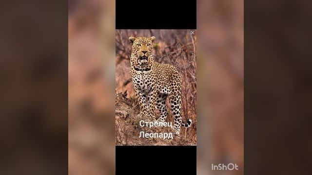 Какая ты дикая кошка по зз. Напиши в комментариях