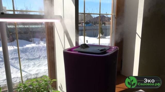 Рассада будет лучше расти от увлажнения воздуха