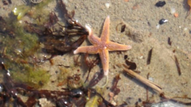 Морская звезда уходит в глубину с отливом