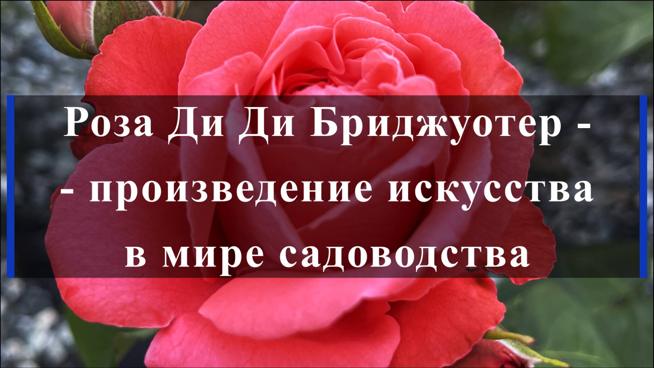 Роза Ди Ди Бриджуотер -- произведение искусства в мире садоводства