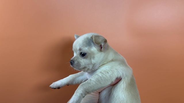 девочка чихуахуа Игл Мэджик Тутти-Фрутти