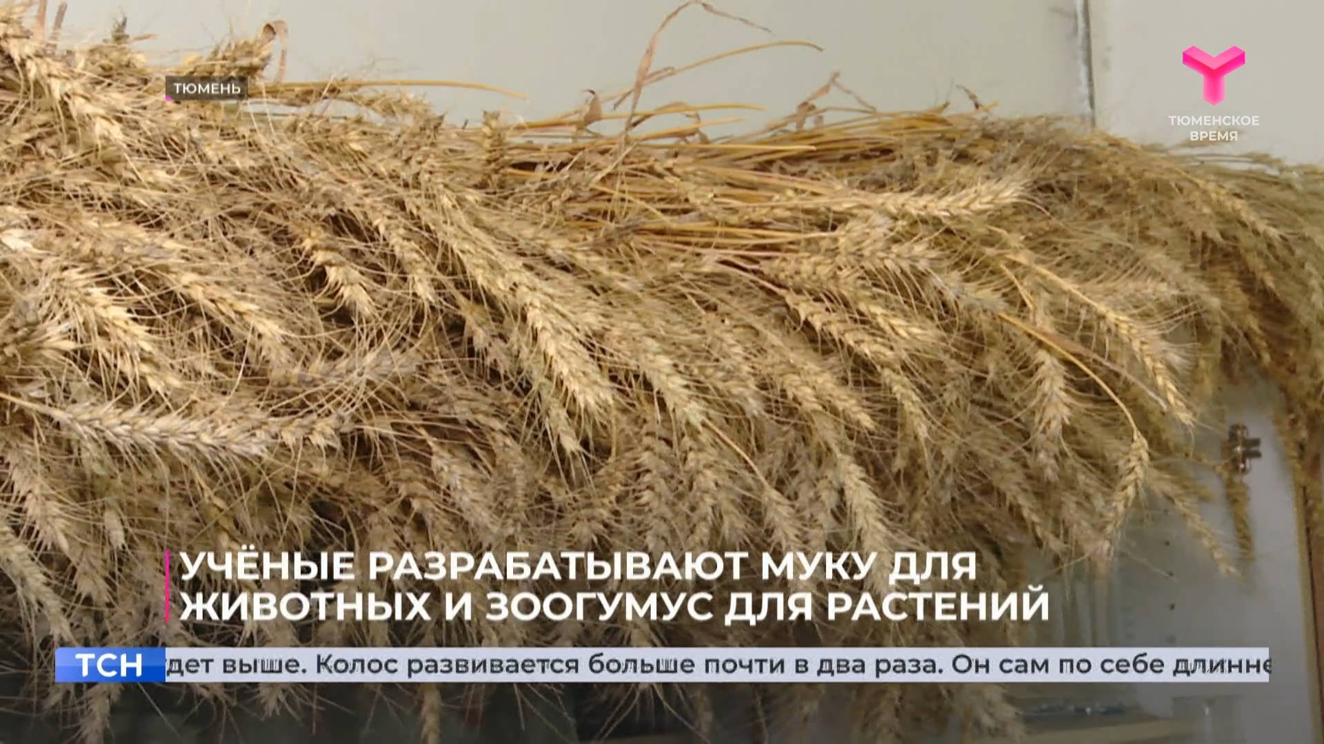 Учёные разрабатывают муку для животных и зоогумус для растений