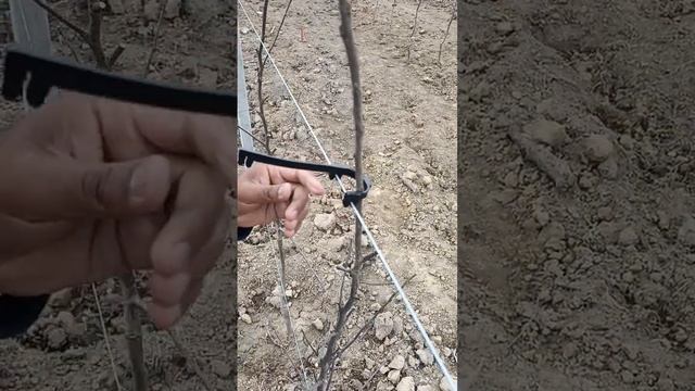 plant ties for high density orchard