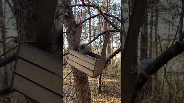 И качелька, и еда️#белка #белки #squirrel #бельчонок #кормимбелок #смешныеживотные #ручнаябелка