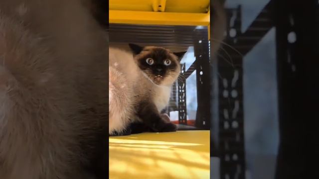 Когда задумался об увольнении, но получил новогоднюю премию.

#тюменскаяслобода #подслушано