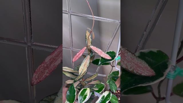 Хойя Sigilatis variegata