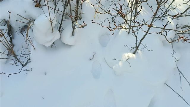 Проверка капканов часть #2,первые соболя сезона 2024-2025г