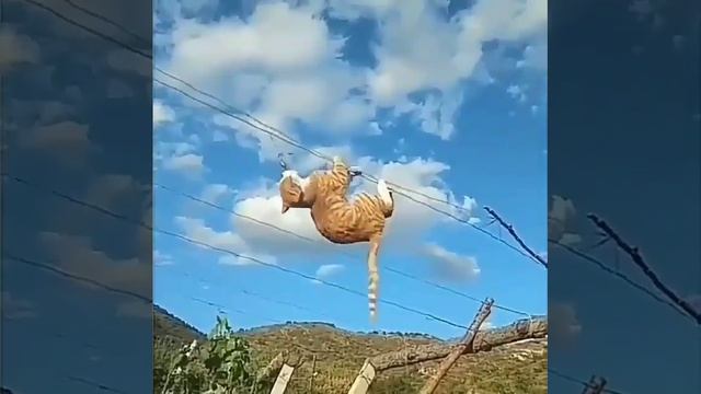 Приколисты
