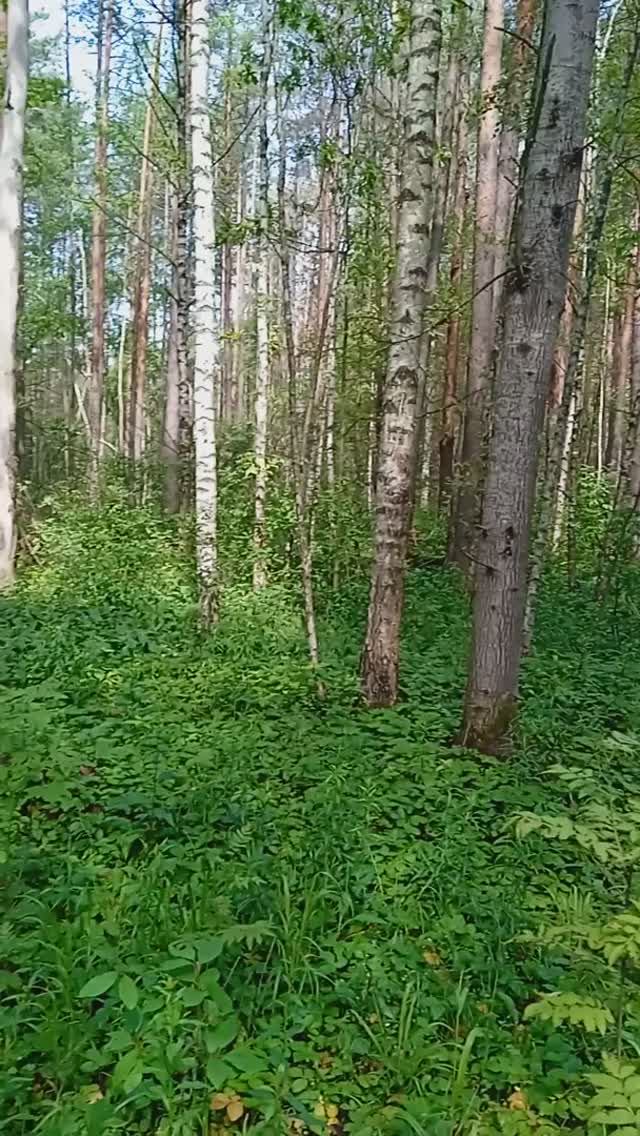 Видео  " Мои земляничные поляны"-  Видео  Светланы  Дроботенко