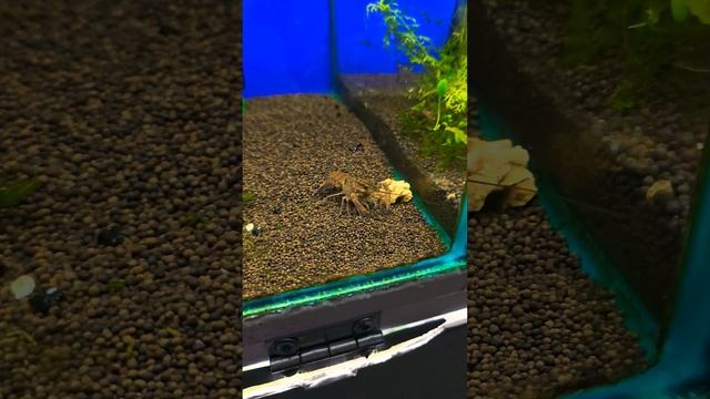 Рак Австралийский Красно Клешневый - АКК / Аквасалон ДИСКУС