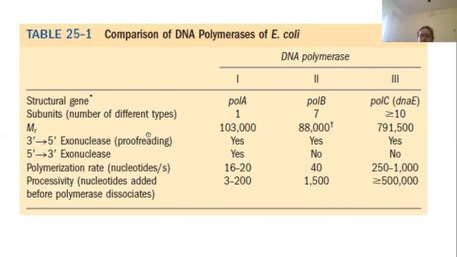 Basic rules of DNA replication