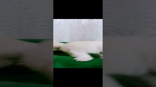 #Шотландскаявислоухая