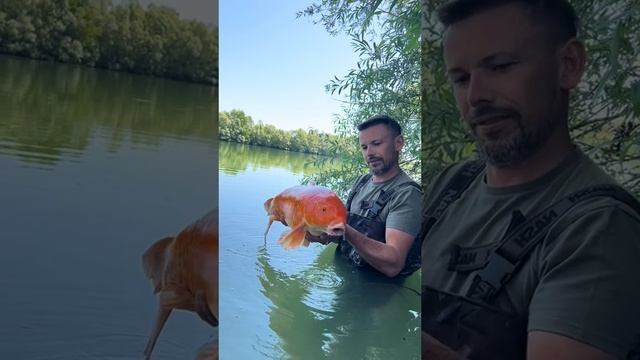 Китайский карп, водится правда только в платниках, и где хорошо следят.