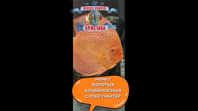 НЕРЕСТ_ЗОЛОТЫХ_АЛЬБИНОСНЫХ_СУПЕР_ПАНТЕР[1]