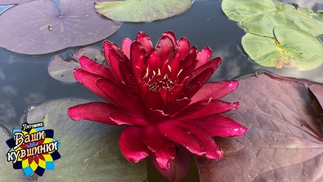 Нимфея Maneerat (Манират) кувшинка, waterlily, водные растения, пруд