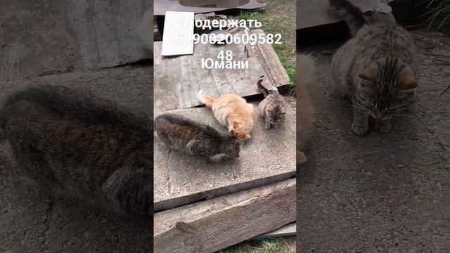 #котёнок  помогаем бездомным катам