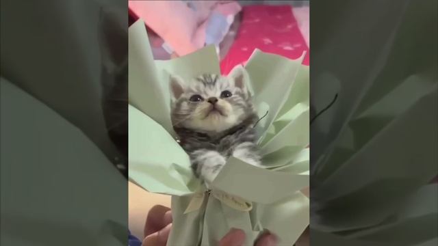 букет💐 😻