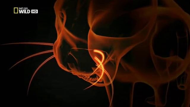 Атака больших кошек 2012