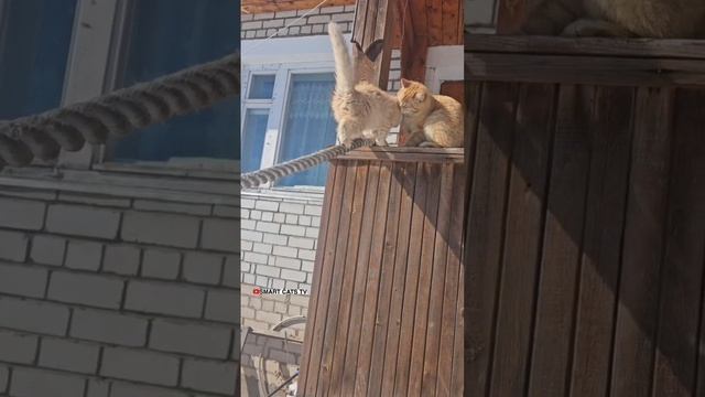Не дай ты душу свою обмануть 😇🌈❤️🙏😽