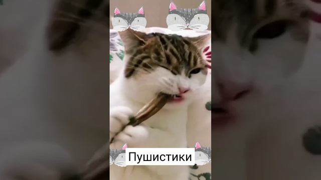 Кошачий аппетит