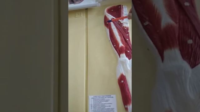 Мышцы, сгибающие бедро