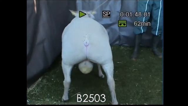 B2503