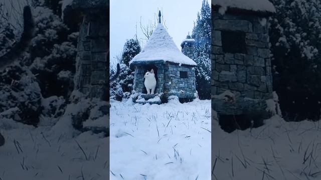 Скайримские котаны