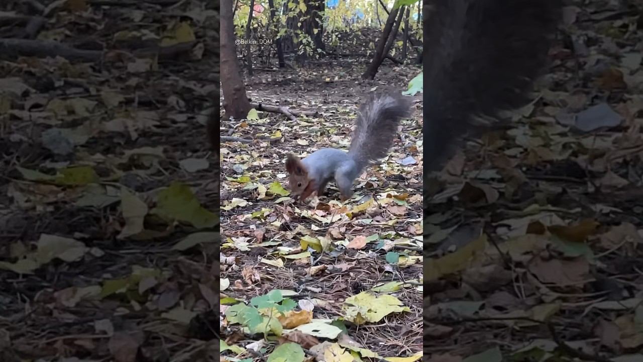 Вот так белка зарывает орешки️ #белка #белки #белочка #squirrel #бельчонок #кормимбелок #парк