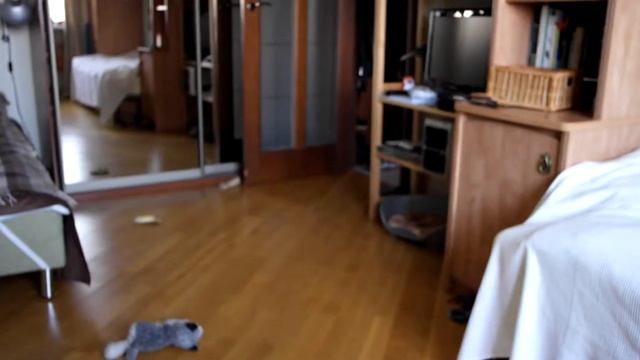 Сумасшедшая собака  Март 2014