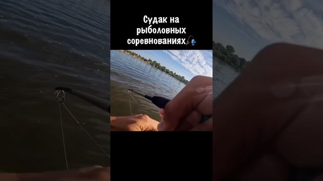 Поклёвка судака во время рыболовных соревнований (полное видео на канале)