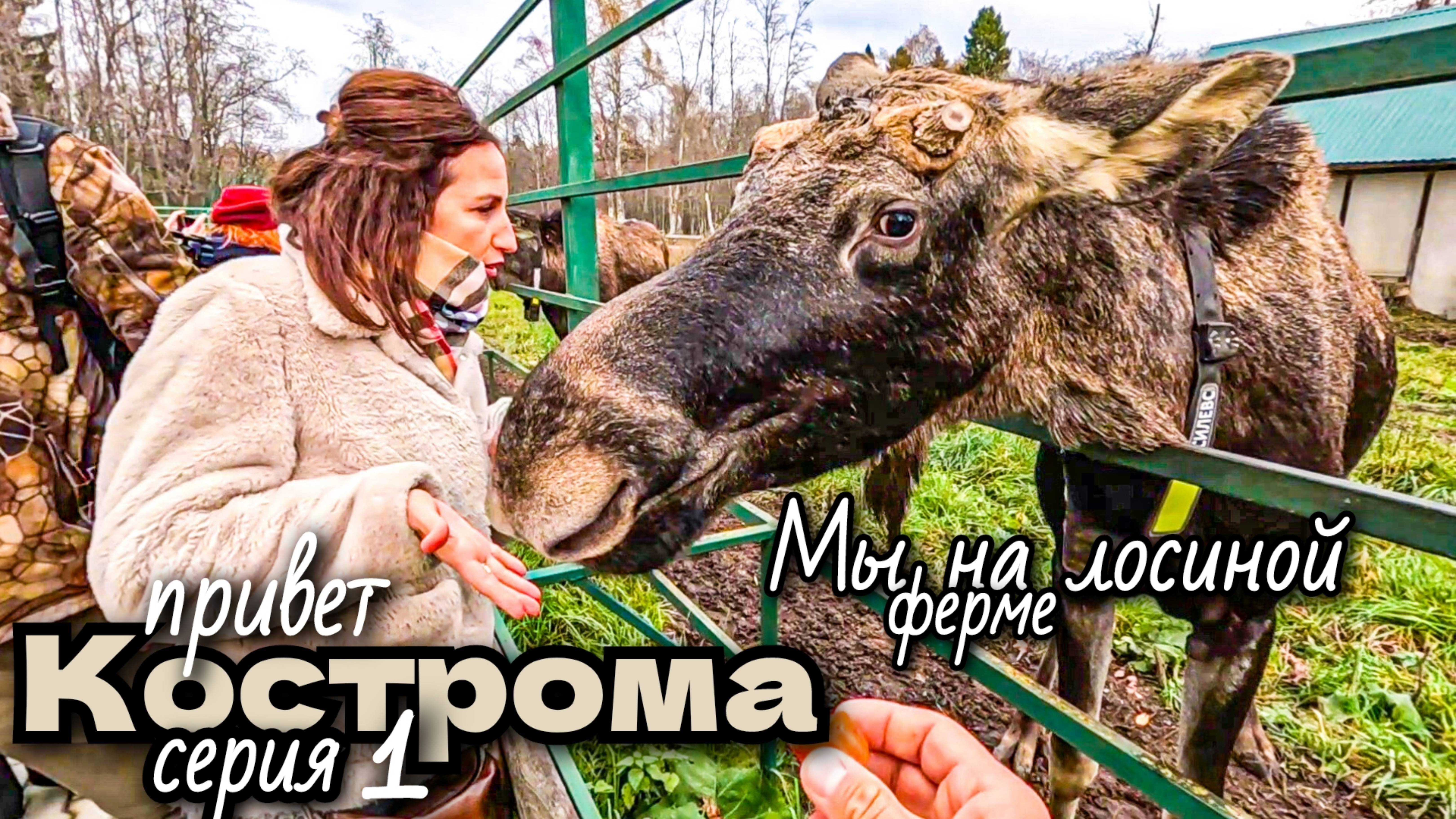Привет КОСТРОМА/лосиная ферма/серия1