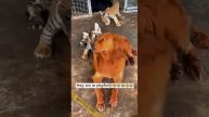 Золотой ретривер воспитал тигрят...
