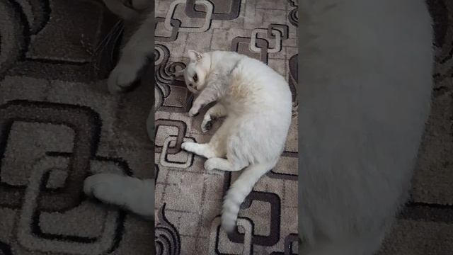 #смешнаяозвучка