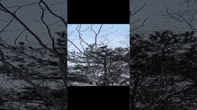 Глухари
