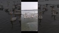 Лебединая 🦢 песня 2