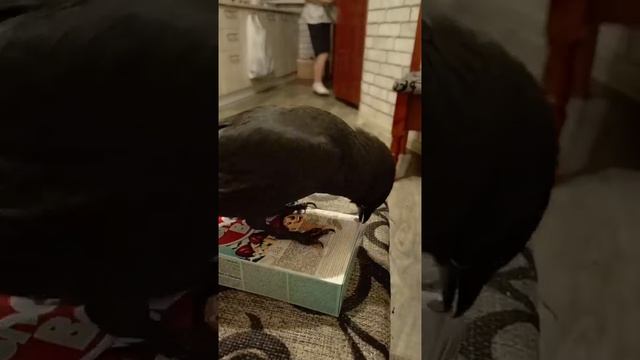 😁 Ручной птиц! 🐦