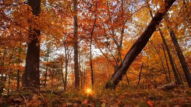 Осеннее солнце