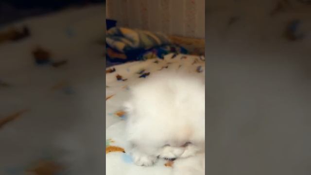 Кошечка Ромашка.
