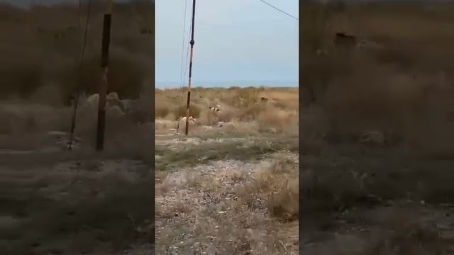 Волки нападают