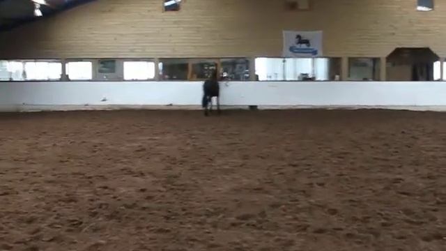 Фризы,Нидерланды