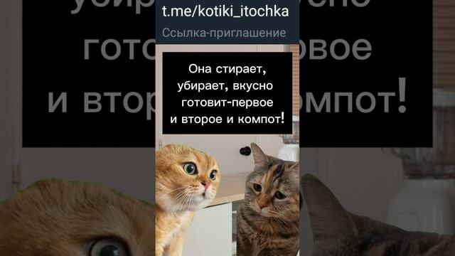 Котики диалог. #юмор #смешныеистории #смешныекотики #мемы #котики болтают