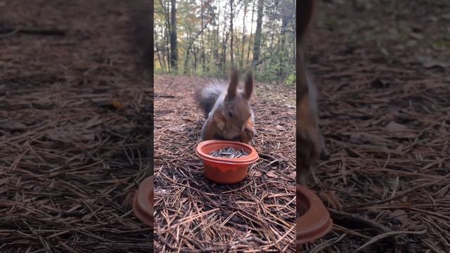 Хозяйственная ❤️️#белка #белки#белочка#лес#squirrel #кормимбелок #бельчонок #смешныеживотные#парк