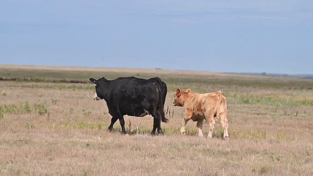 Thomas Ranch :: Tag 53