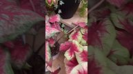 Тропические растения для контейнерных посадок в тени
